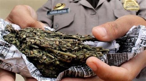 Bnnp Banten Gagalkan Penyelundupan Ganja Kg Di Dalam Penggilingan