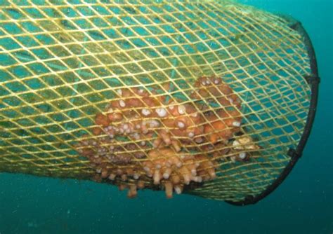 Posidonia E Coralli A Rischio Addio Reti Fantasma Su Fondali Acqua