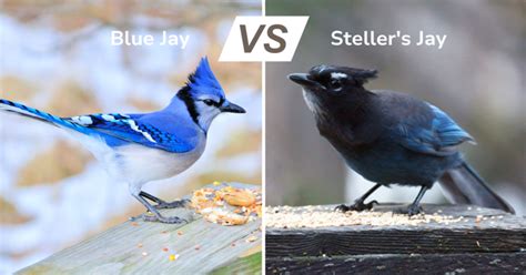 Blue Jay vs Steller Jay: ID Tips and Key Differences