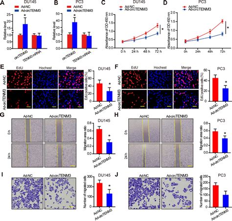 Circtenm3 Inhibits Pca Progression In Vitro A B Qpcr Was Used To