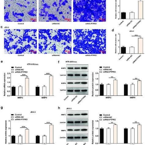 Downregulation Of Ptpro Promoted Cell Cycle Progression Htr Svneo