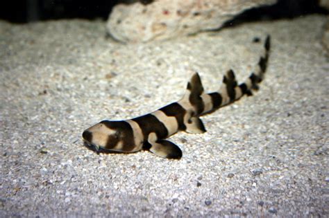 Black Banded Cat Shark