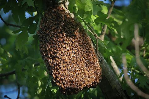 Bees There Are 20000 Known Species Of Bees And Some Are Vanishing At An