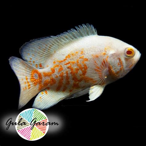 Jual Oscar Batik Albino Ikan Hias Predator Hiasan Aquarium Tanaman Air