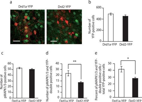 Proportion Of Phosphorylated Mapk13 Positive Cells In The Nac Core Of