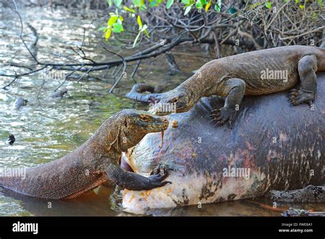 Komodo Dragons (Varanus komodoensis) feeding on buffalo carcass in mangrove area, Rinca Island ...