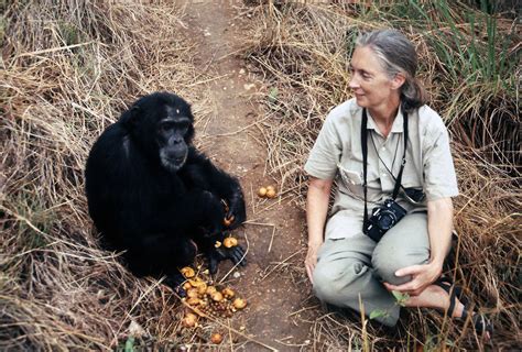 Dr Jane Goodalls Personal Letter On Uniting To Build A Greener Future