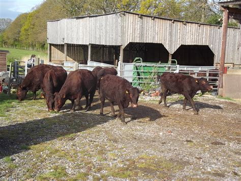 Sussex cattle released for spring grazing - Coopers Farm