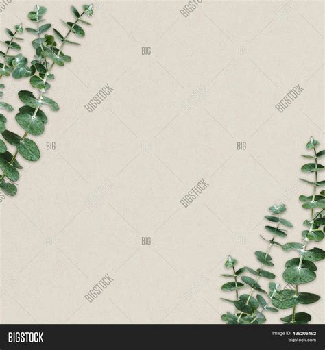 Eucalyptus Border Image & Photo (Free Trial) | Bigstock