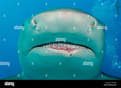 Lemon shark teeth hi-res stock photography and images - Alamy