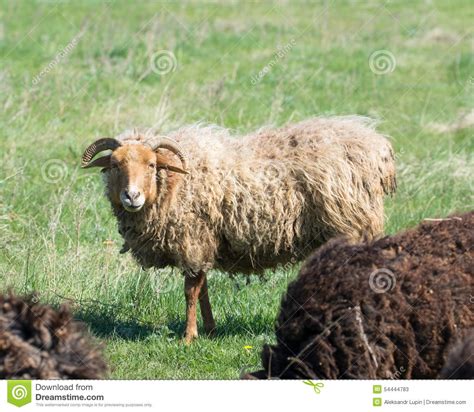 Carneiros Que Pastam Em Um Prado Imagem De Stock Imagem De Elevar