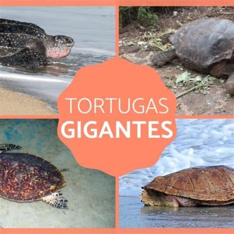 Descubre La Tortuga M S Grande Del Mundo Datos Y Curiosidades En