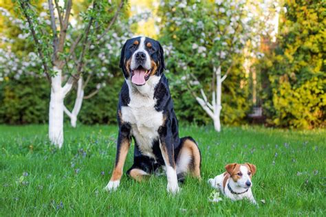 O Que É Um Cachorro - 6 fases do crescimento de um cachorro