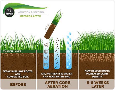 Lawn Aeration Spacing: How Far Apart To Aerate Lawn
