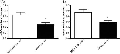 Human Normal Osteoblast Cell Line Hfob Atcc Bioz