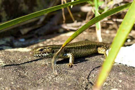 Garden Skink Common Free Photo On Pixabay