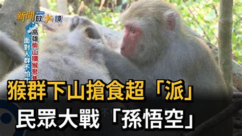 高雄柴山獼猴超兇 人猴爭食上演大鬥法－民視台語新聞 Youtube