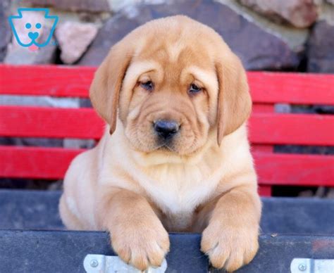 Dobby Labrador Retriever Yellow Puppy For Sale Keystone Puppies