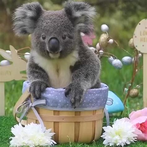 Koalavideos ,, ,, ,, | Koala, Cute koala bear, Koala bear