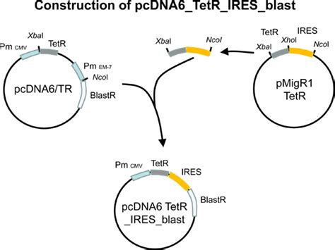 Generation Of Stable Human Cell Lines With Tetracycline Inducible Tet