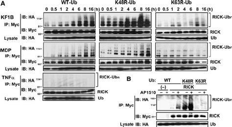 Nod And Nod Stimulation Induce K Linked Polyubiquitination Of Rick