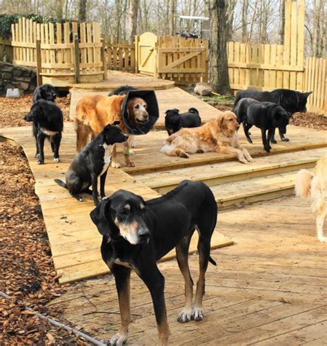 These Senior Dogs Had Nowhere Else To Live But This Country Home Gave