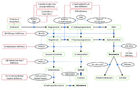 Steroid Hormones Synthesis Pathway P450scc Cholesterol Side Chain