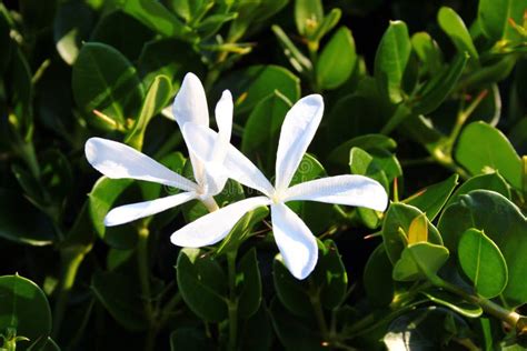 Natal Plum Or Carissa Macrocarpa White Flowers And Green Fruits Stock