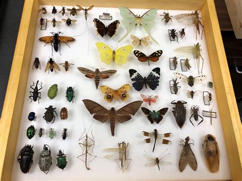 It Might Bug You But University Of Manitoba S Insect Collection Is Key To Understanding The