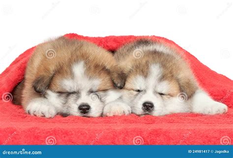 Japanese Akita-inu Puppies Sleeping Stock Image - Image of brown ...