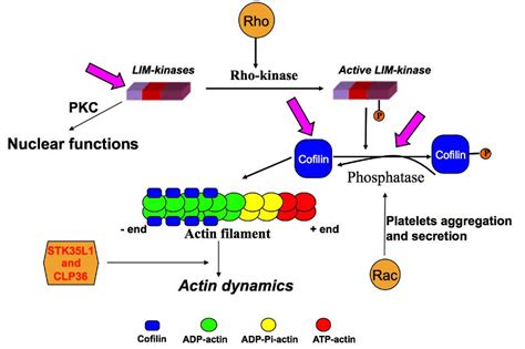 Regulation Of Actin Dynamics The Goyal Lab