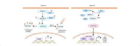 Regulation Of Yap Taz By Core Components Of Hippo Signaling Pathway