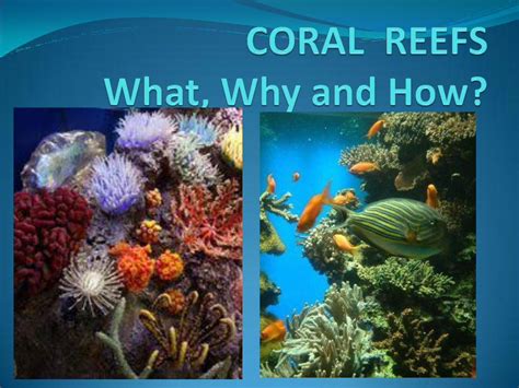 (PDF) About the Bahamas Coral Reefs - PDFSLIDE.NET