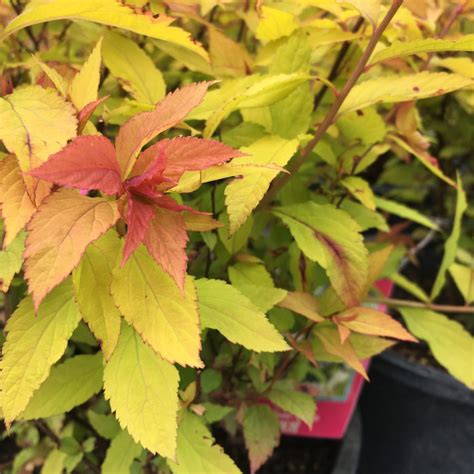 Goldflame Spirea Trees Shrubs Anything Grows