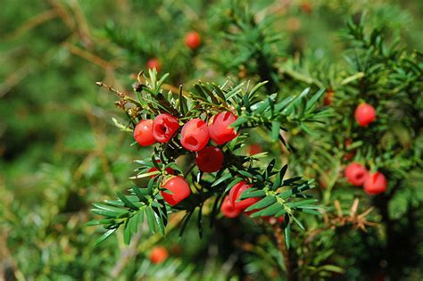 Boreal Forest Medicinal Plants: The Illustrated Foraging Guide