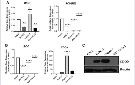 CDON Is Upregulated In Human PDAC Cells A B RT QPCR Data Measuring