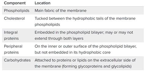 Plasma Membrane - Structure And Functions | A-Level Biology Revision Notes