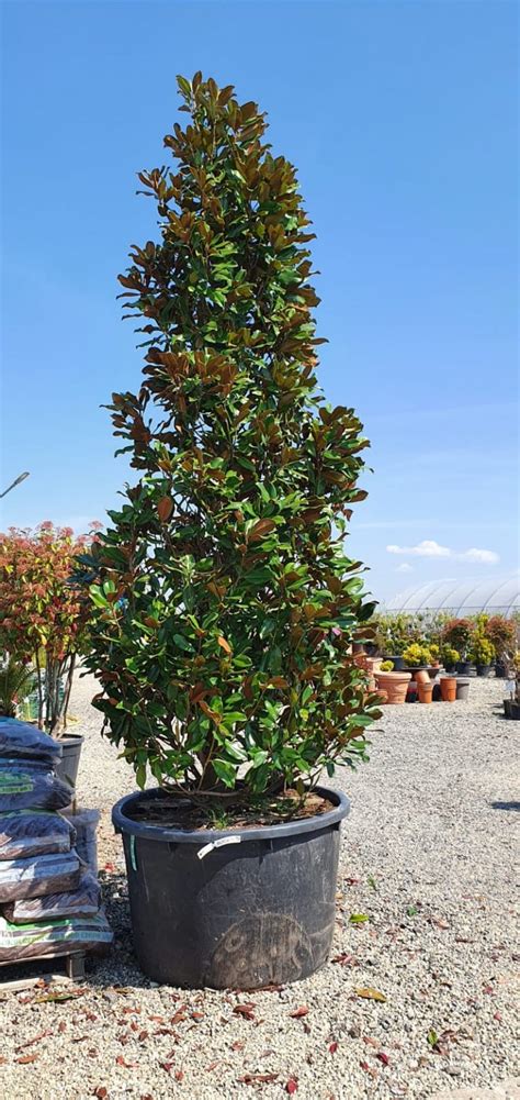 Magnolia Grandiflora Goliath Praecox G Garden