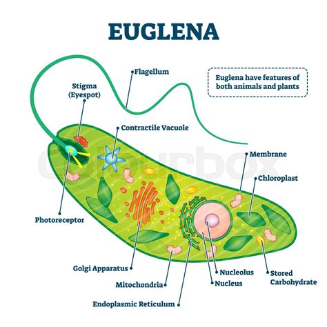 Euglena Vector Illustration Labeled Microorganism Structure Or