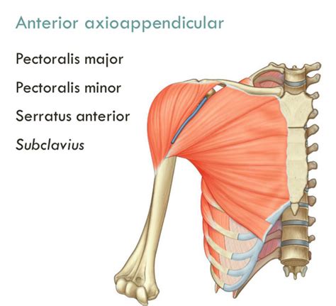 Shoulder Girdle Flashcards Quizlet