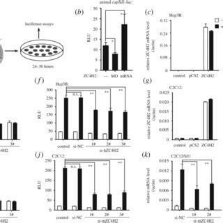 ZC4H2 Overexpression Enhanced BMP Induced Osteogenesis Of C2C12 Cells