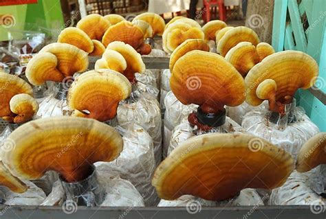 Lingzhi Mushroom Reishi Mushroom On Spawn Bags Growing In A Farm Stock