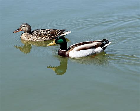 Filemale And Female Mallard Anas Platyrhynchos Wikimedia Commons