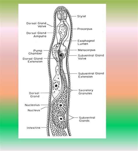 2 Morphology General Characteristics And Biology Of Plant Pathogenic