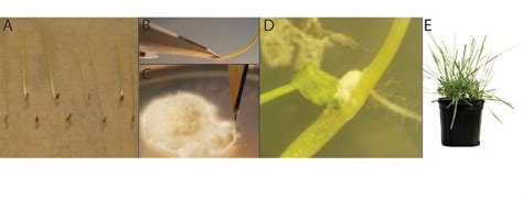 Amazing Endophyte Part Use Tall Fescue Cultivars With Novel