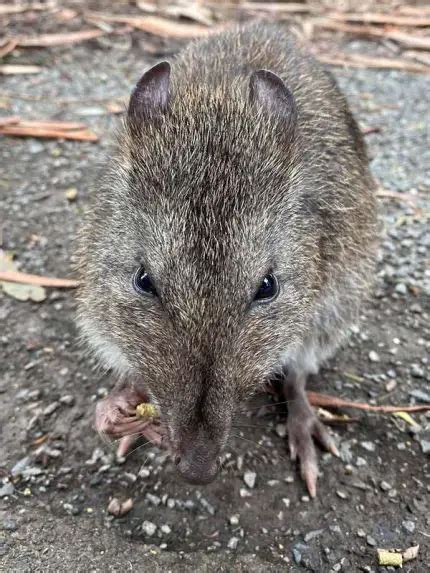 Long-Nosed Potoroo | The Animal Facts | Appearance, Diet, Behavior