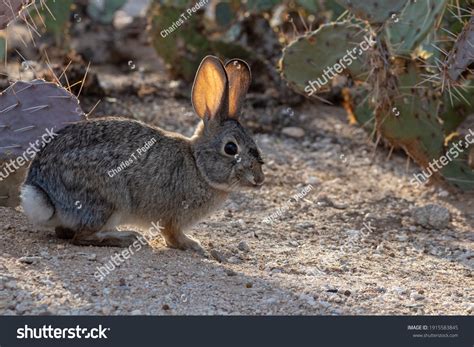 Desert Cottontail Rabbit Royalty-Free Images, Stock Photos & Pictures ...