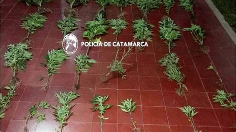 Secuestraron 29 Plantas De Marihuana Y Recuperaron Elementos Robados