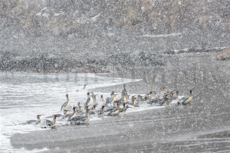 King Penguins Surf Tom Murphy Photography