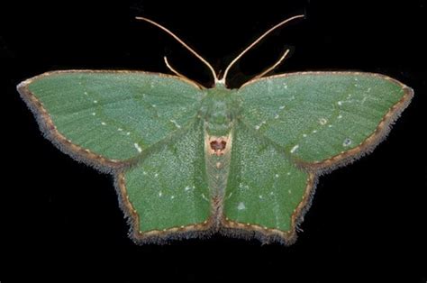 Angle Winged Emerald Chloropteryx Tepperaria INaturalist